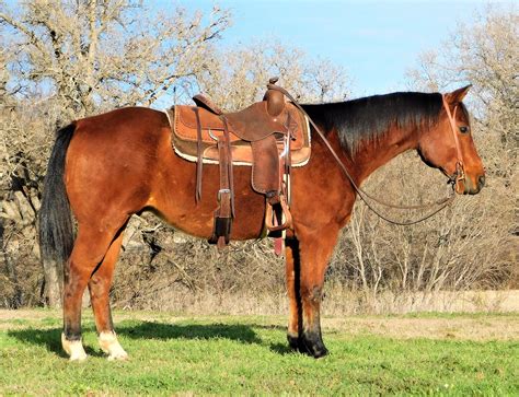 17 acres Wagoner County Chouteau, OK 74337 3 months. . Horses for sale in texas under 500